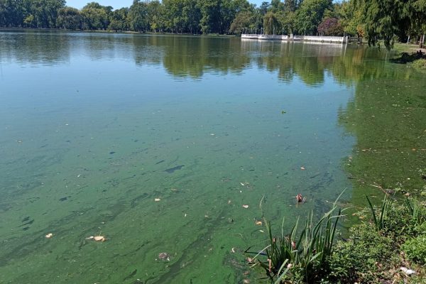 9 de julio. Continua el riesgo naranja por la presencia de cianobacterias