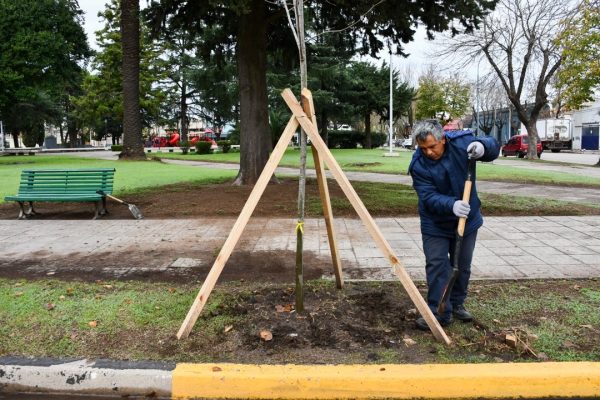 Bragado. Continúa la colocación de tilos en las plazas